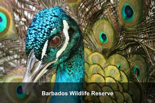 Barbados Wildlife Reserve