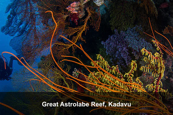 Great Astrolabe Reef, Kadavu