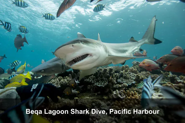 Beqa Lagoon Shark Dive, Pacific Harbour