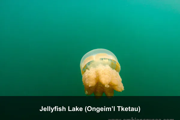 Jellyfish Lake (Ongeim’l Tketau)
