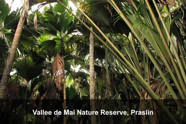 Vallee de Mai Nature Reserve, Praslin