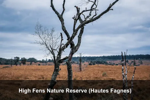 High Fens Nature Reserve (Hautes Fagnes)