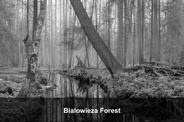 Bialowieza Forest
