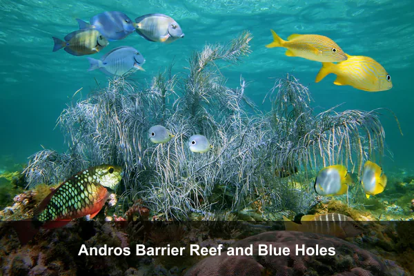 Andros Barrier Reef and Blue Holes