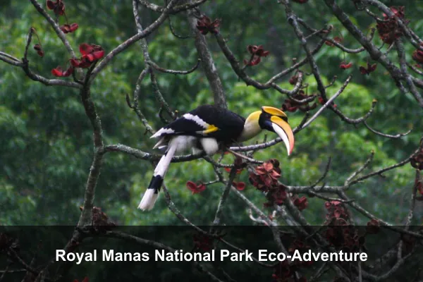 Royal Manas National Park Eco-Adventure